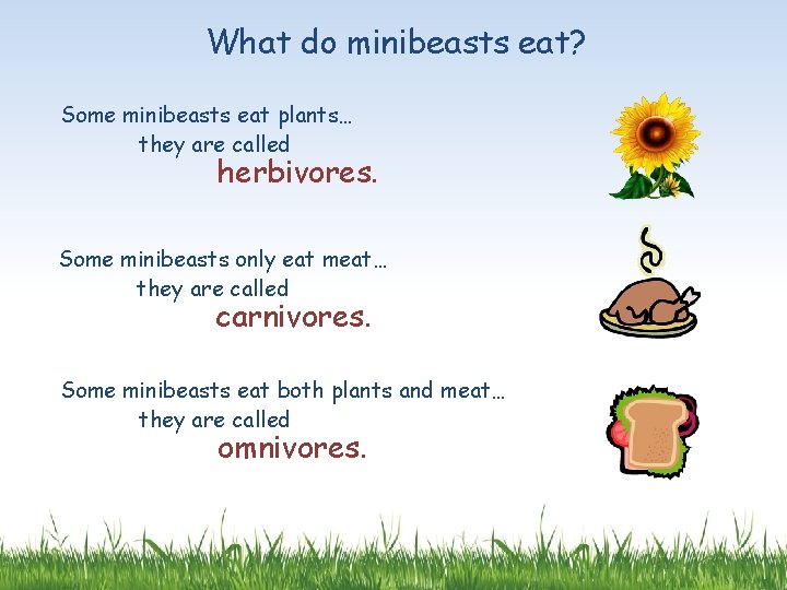 What do minibeasts eat? Some minibeasts eat plants… they are called herbivores. Some minibeasts