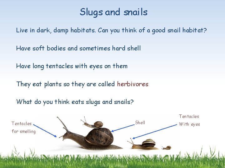 Slugs and snails Live in dark, damp habitats. Can you think of a good