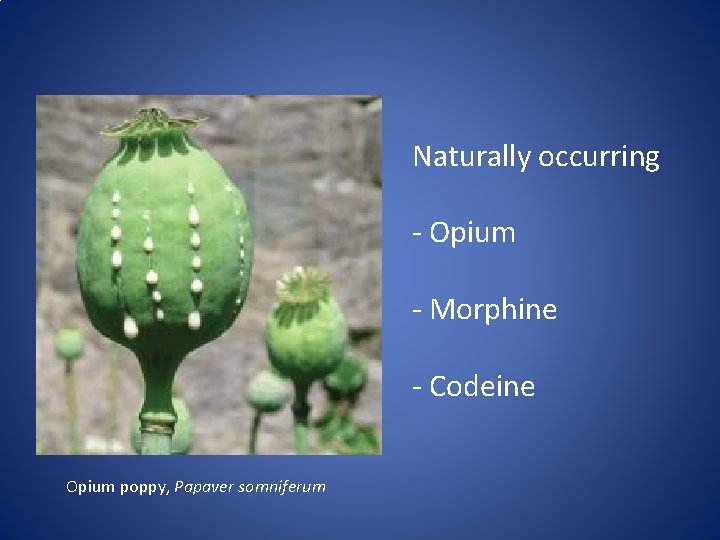 Naturally occurring - Opium - Morphine - Codeine Opium poppy, Papaver somniferum 