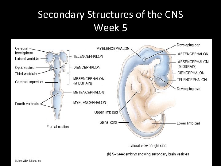 Secondary Structures of the CNS Week 5 