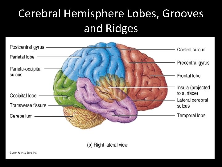 Cerebral Hemisphere Lobes, Grooves and Ridges 
