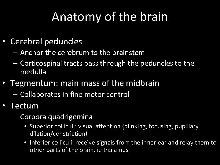 Anatomy of the brain • Cerebral peduncles – Anchor the cerebrum to the brainstem