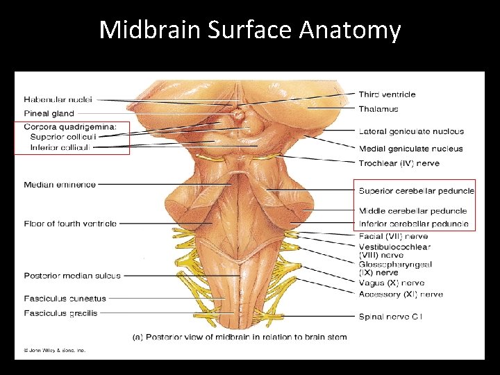 Midbrain Surface Anatomy 