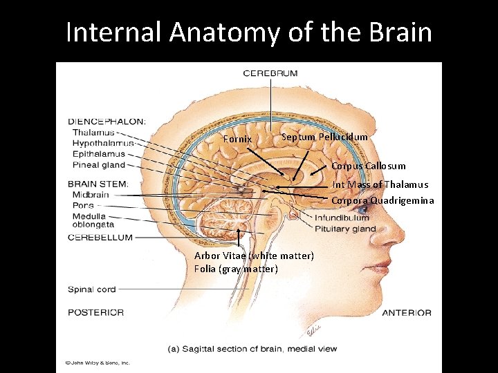 Internal Anatomy of the Brain Fornix Septum Pellucidum Corpus Callosum Int Mass of Thalamus
