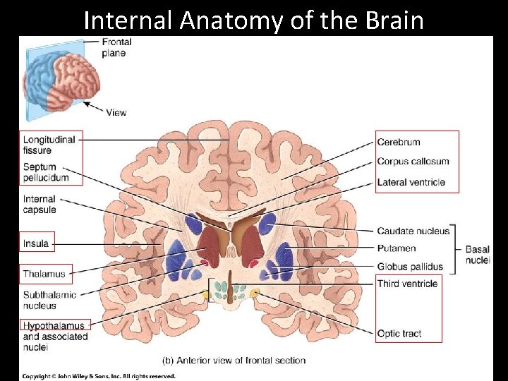 Internal Anatomy of the Brain 