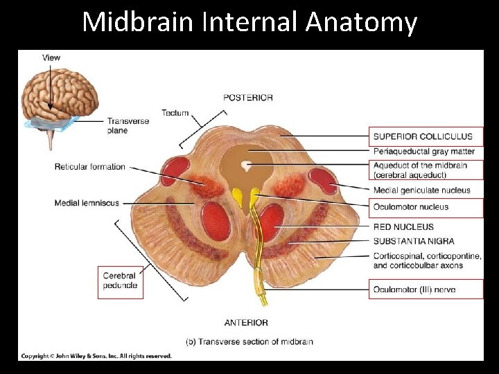 Midbrain Internal Anatomy 