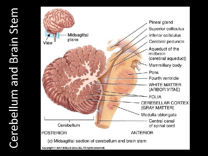 Cerebellum and Brain Stem 