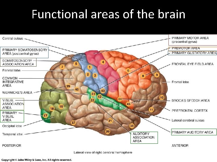 Functional areas of the brain 
