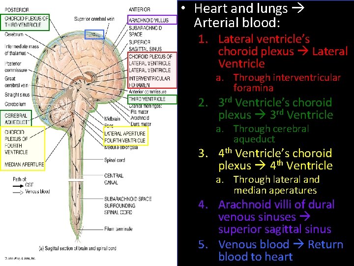  • Heart and lungs Arterial blood: 1. Lateral ventricle’s choroid plexus Lateral Ventricle
