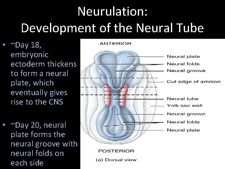 Neurulation: Development of the Neural Tube • ~Day 18, embryonic ectoderm thickens to form