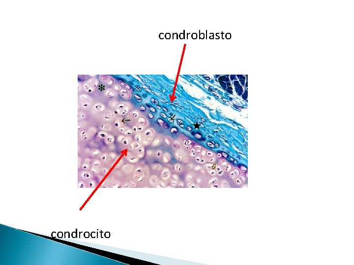 condroblasto condrocito 