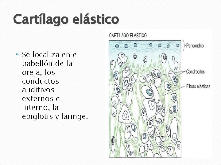 Cartílago elástico Se localiza en el pabellón de la oreja, los conductos auditivos externos