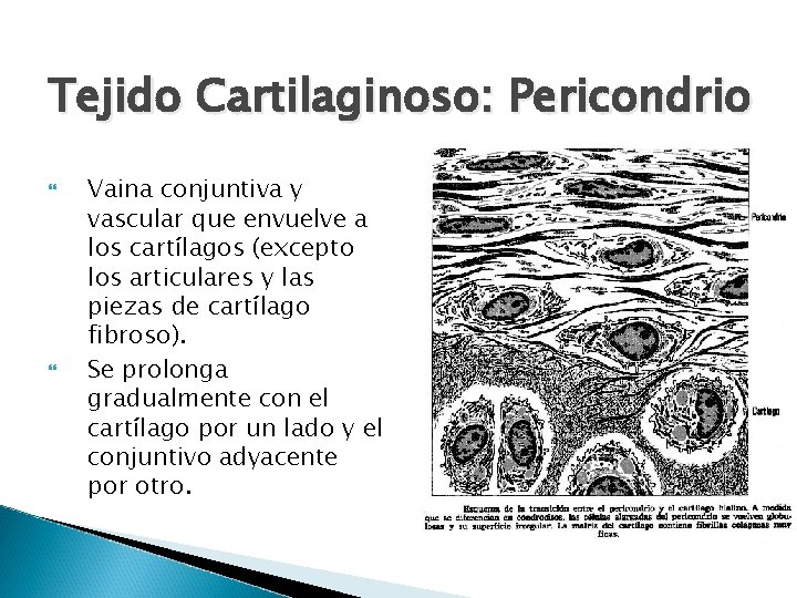 Tejido Cartilaginoso: Pericondrio Vaina conjuntiva y vascular que envuelve a los cartílagos (excepto los