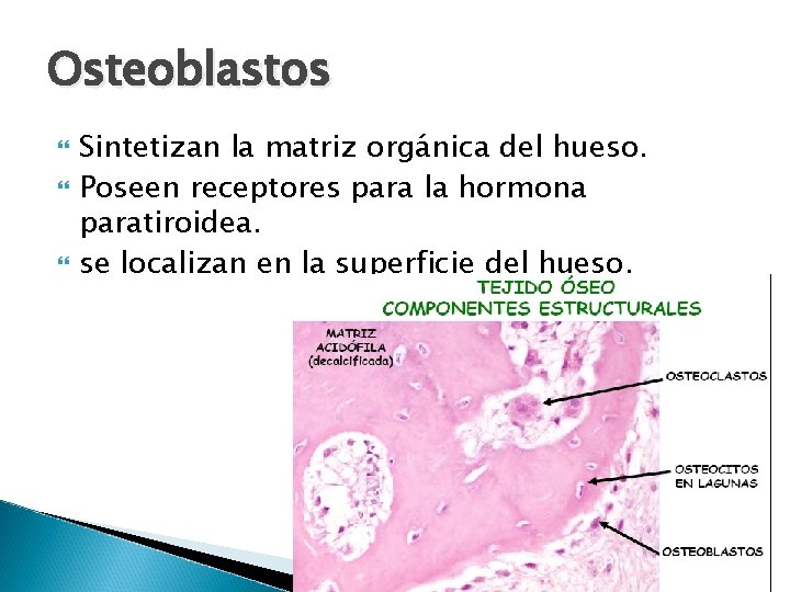 Osteoblastos Sintetizan la matriz orgánica del hueso. Poseen receptores para la hormona paratiroidea. se