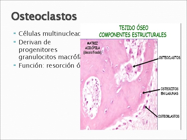 Osteoclastos Células multinucleadas. Derivan de progenitores granulocitos macrófago. Función: resorción ósea. 