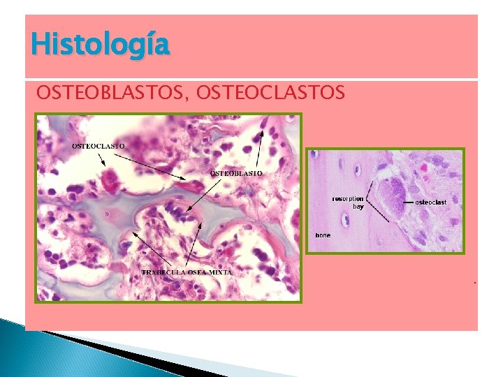 Histología OSTEOBLASTOS, OSTEOCLASTOS . 