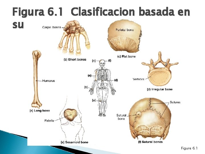 Figura 6. 1 Clasificacion basada en su forma Figure 6. 1 