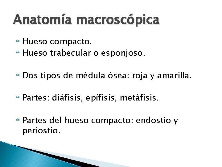Anatomía macroscópica Hueso compacto. Hueso trabecular o esponjoso. Dos tipos de médula ósea: roja