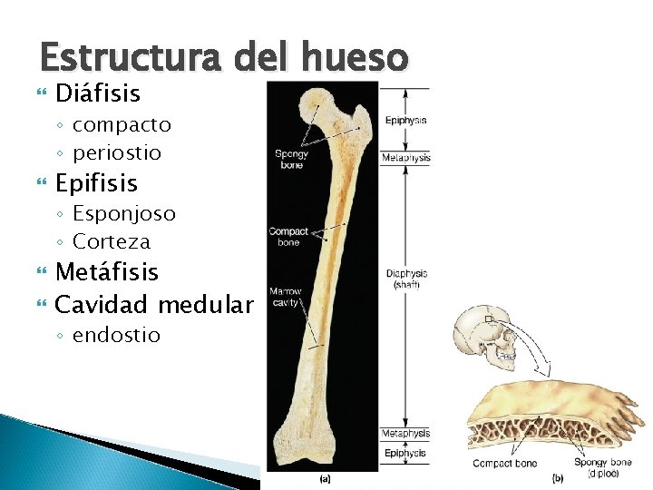 Estructura del hueso Diáfisis ◦ compacto ◦ periostio Epifisis ◦ Esponjoso ◦ Corteza Metáfisis