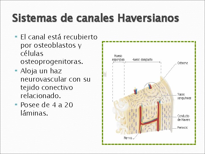 Sistemas de canales Haversianos El canal está recubierto por osteoblastos y células osteoprogenitoras. Aloja