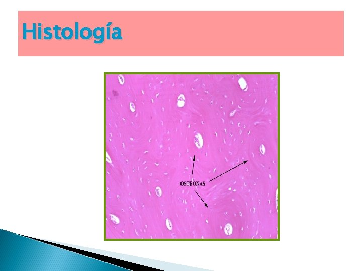 Histología 