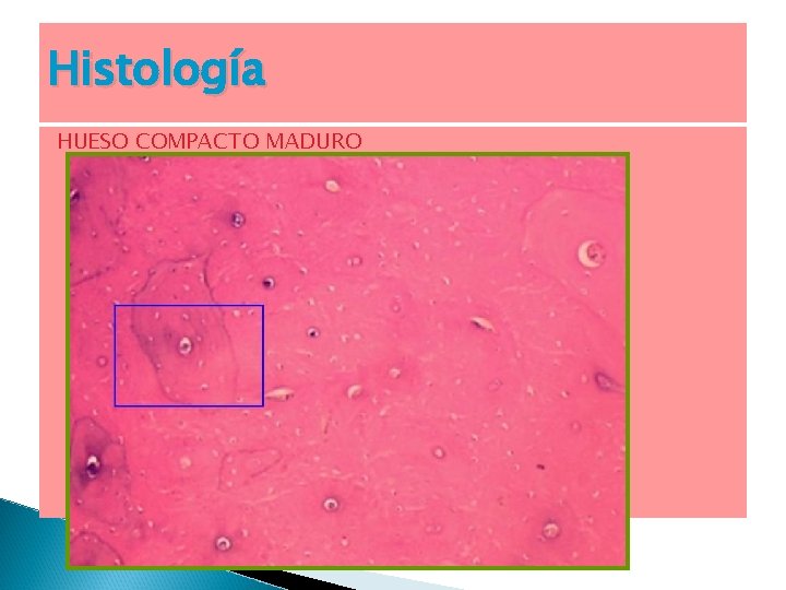 Histología HUESO COMPACTO MADURO 