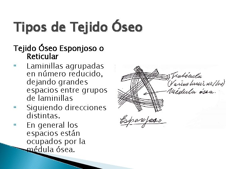 Tipos de Tejido Óseo Esponjoso o Reticular Laminillas agrupadas en número reducido, dejando grandes