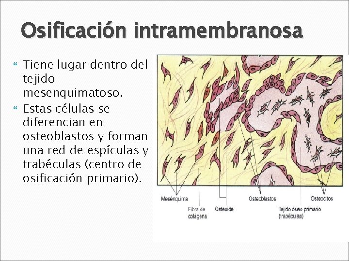 Osificación intramembranosa Tiene lugar dentro del tejido mesenquimatoso. Estas células se diferencian en osteoblastos