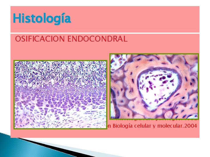 Histología OSIFICACION ENDOCONDRAL Histología Para patólogos. 1992. Texto Atlas a color con Biología celular