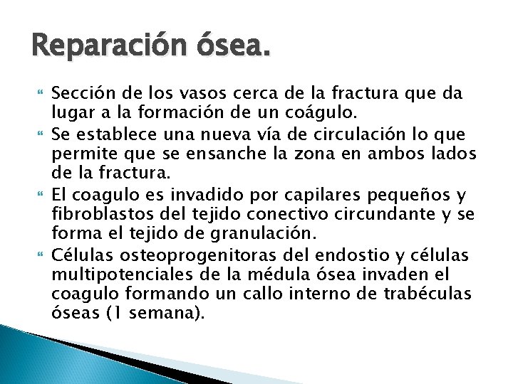 Reparación ósea. Sección de los vasos cerca de la fractura que da lugar a