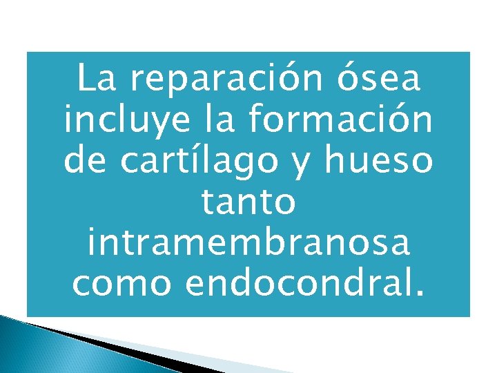 La reparación ósea incluye la formación de cartílago y hueso tanto intramembranosa como endocondral.