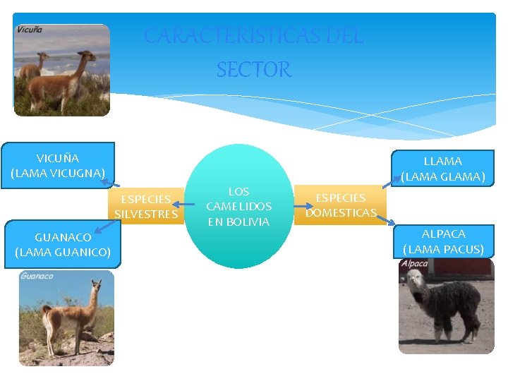 CARACTERISTICAS DEL SECTOR VICUÑA (LAMA VICUGNA) ESPECIES SILVESTRES GUANACO (LAMA GUANICO) LOS CAMELIDOS EN