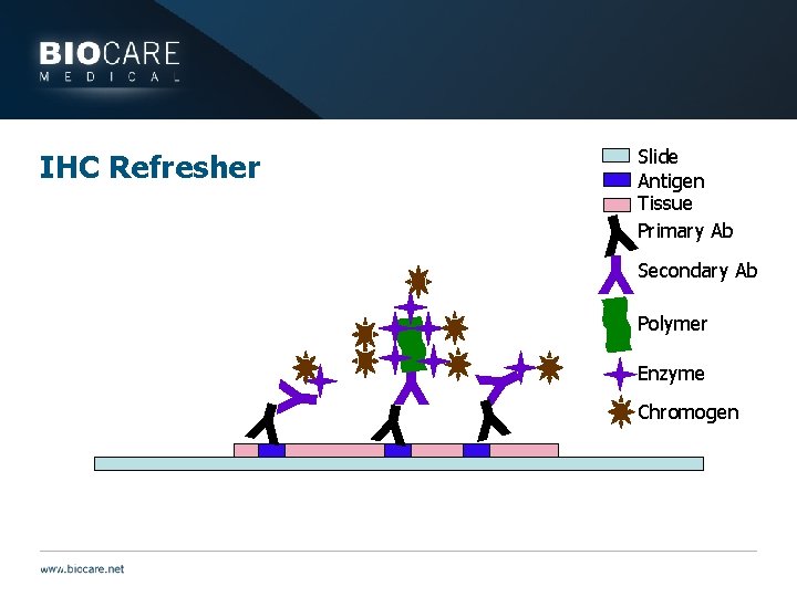 IHC Refresher Slide Antigen Tissue Primary Ab Secondary Ab Y Y Y Y Polymer