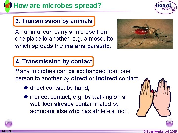 How are microbes spread? 3. Transmission by animals An animal can carry a microbe
