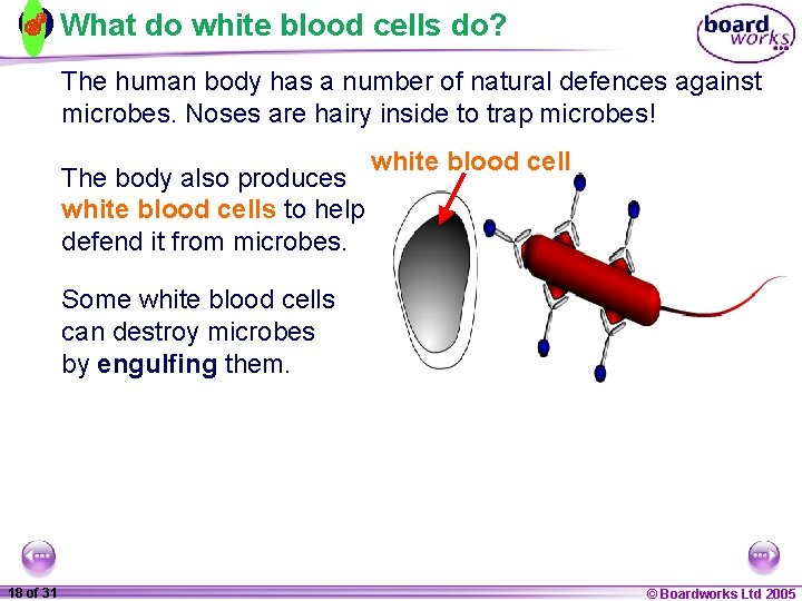 What do white blood cells do? The human body has a number of natural