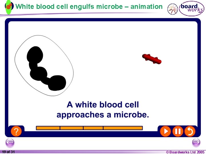 White blood cell engulfs microbe – animation 1 19 ofof 20 31 © Boardworks