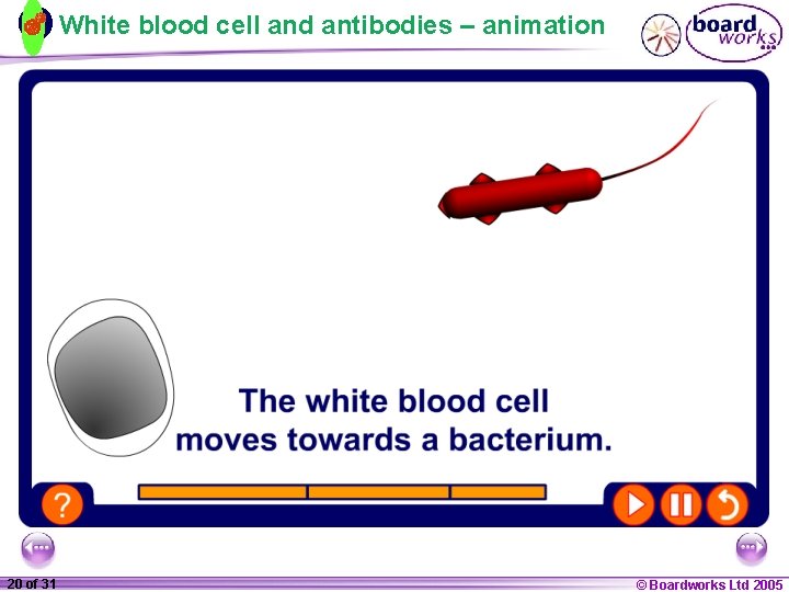 White blood cell and antibodies – animation 1 20 ofof 20 31 © Boardworks