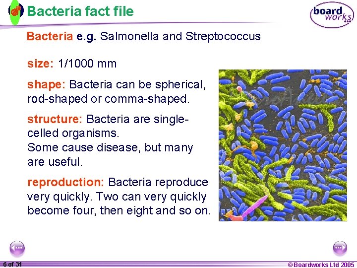 Bacteria fact file Bacteria e. g. Salmonella and Streptococcus size: 1/1000 mm shape: Bacteria