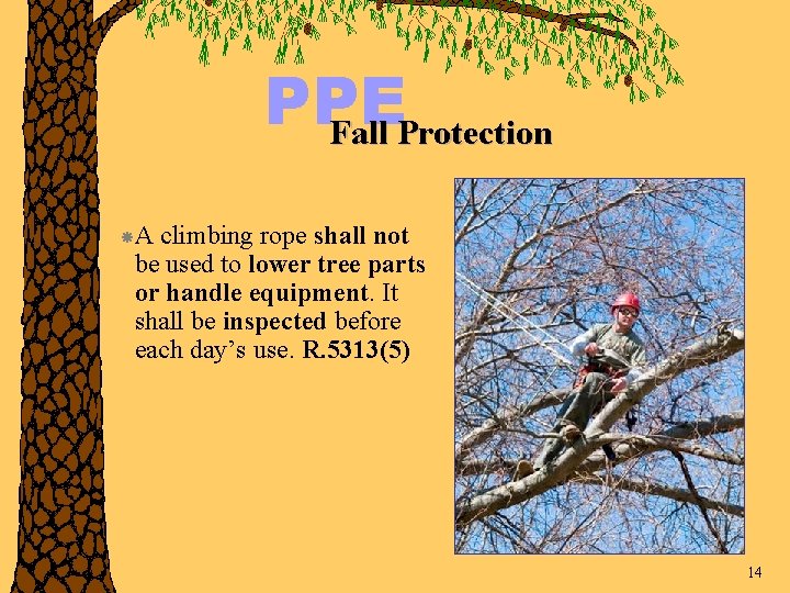 PPE Fall Protection A climbing rope shall not be used to lower tree parts