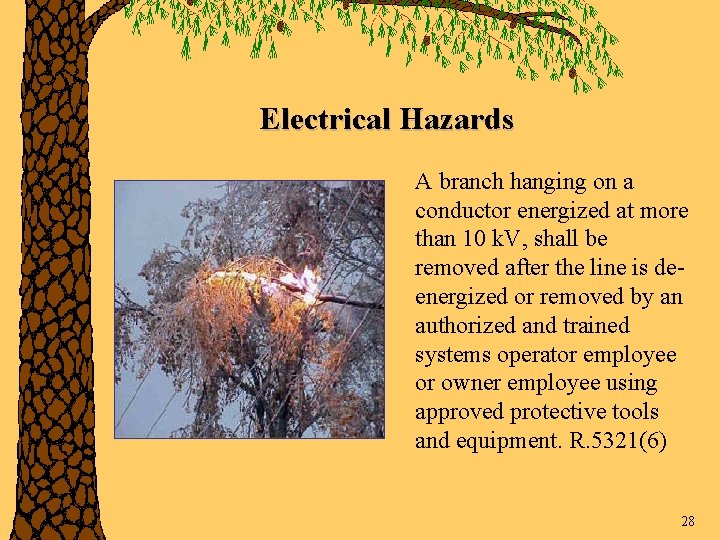 Electrical Hazards A branch hanging on a conductor energized at more than 10 k.
