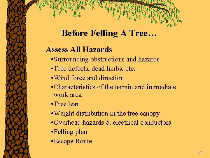 Before Felling A Tree… Assess All Hazards • Surrounding obstructions and hazards • Tree