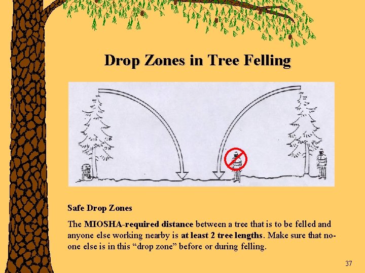Drop Zones in Tree Felling Safe Drop Zones The MIOSHA-required distance between a tree