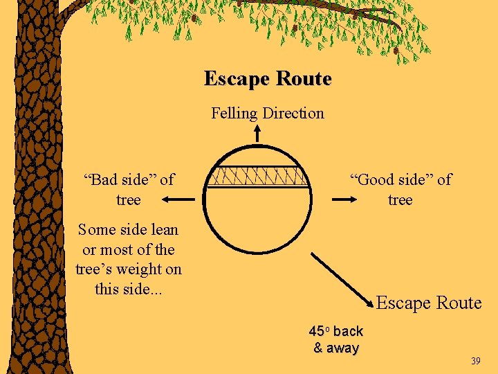 Escape Route Felling Direction “Bad side” of tree “Good side” of tree Some side