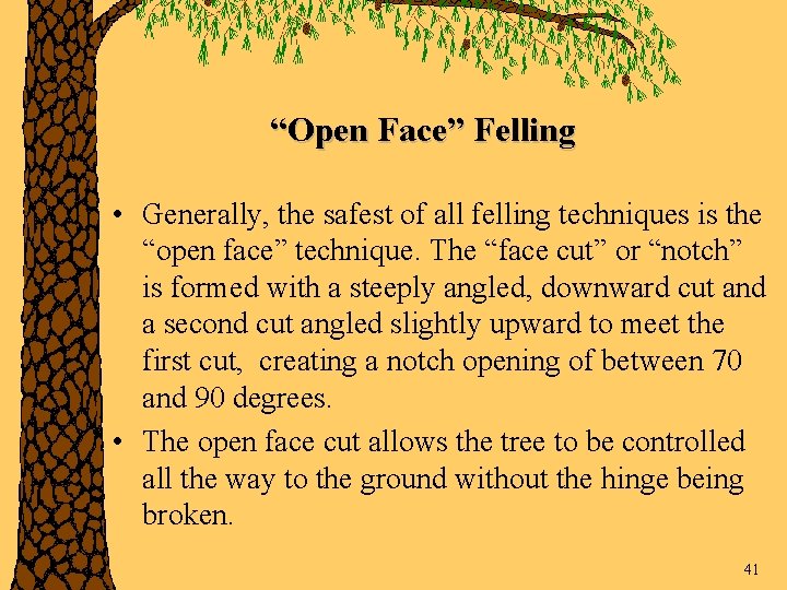 “Open Face” Felling • Generally, the safest of all felling techniques is the “open