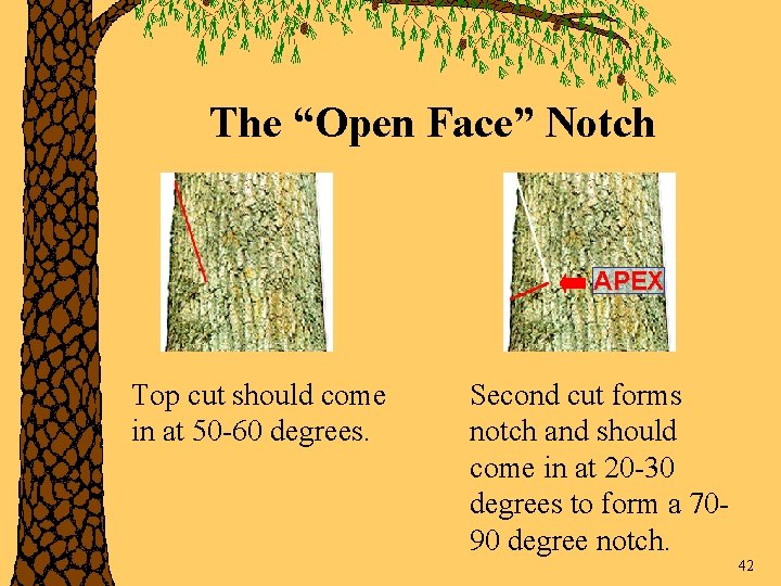 The “Open Face” Notch APEX Top cut should come in at 50 -60 degrees.