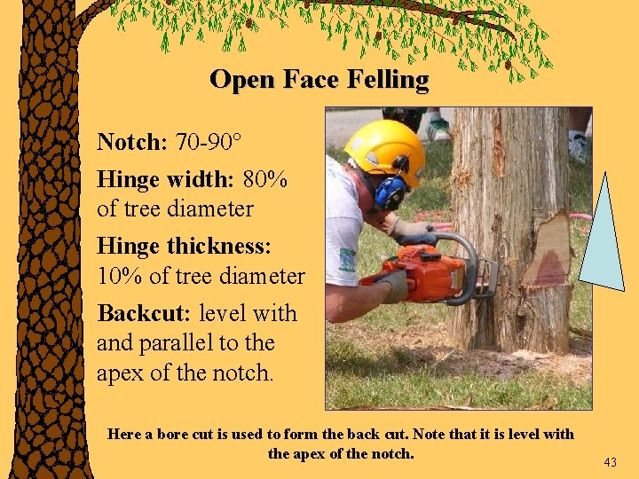 Open Face Felling Notch: 70 -90° Hinge width: 80% of tree diameter Hinge thickness: