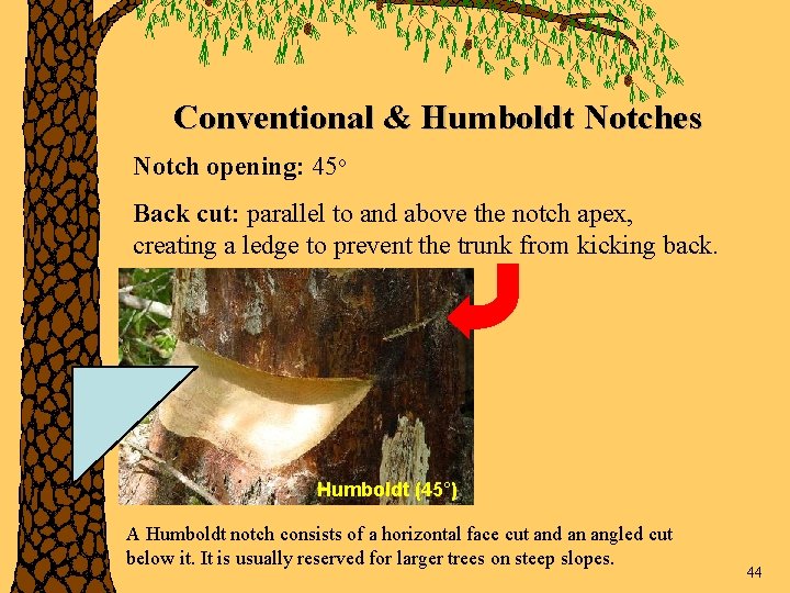Conventional & Humboldt Notches Notch opening: 45 o Back cut: parallel to and above