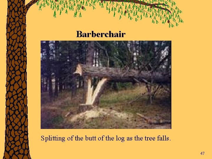 Barberchair Splitting of the butt of the log as the tree falls. 47 
