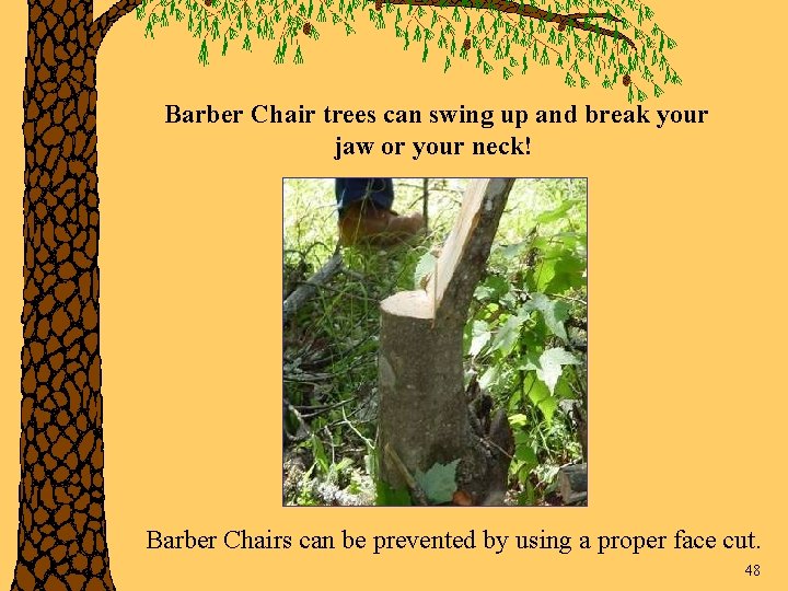 Barber Chair trees can swing up and break your jaw or your neck! Barber