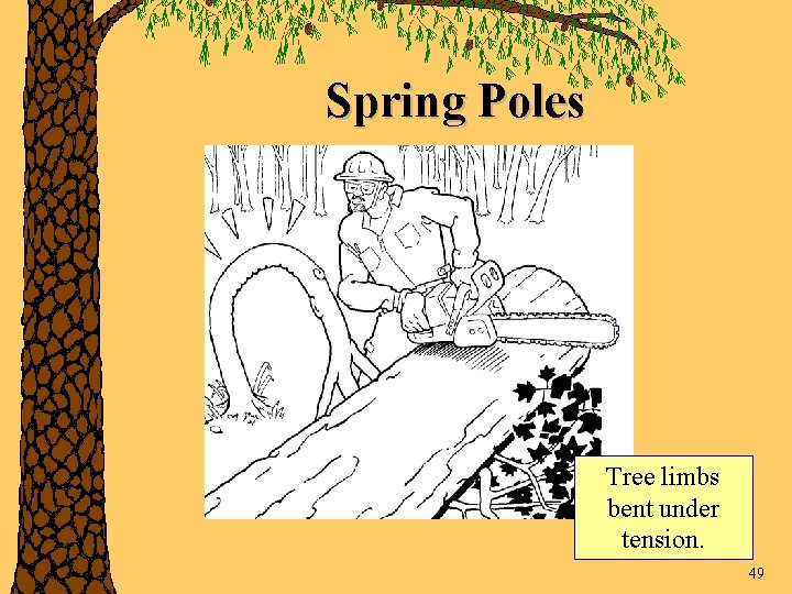 Spring Poles Tree limbs bent under tension. 49 